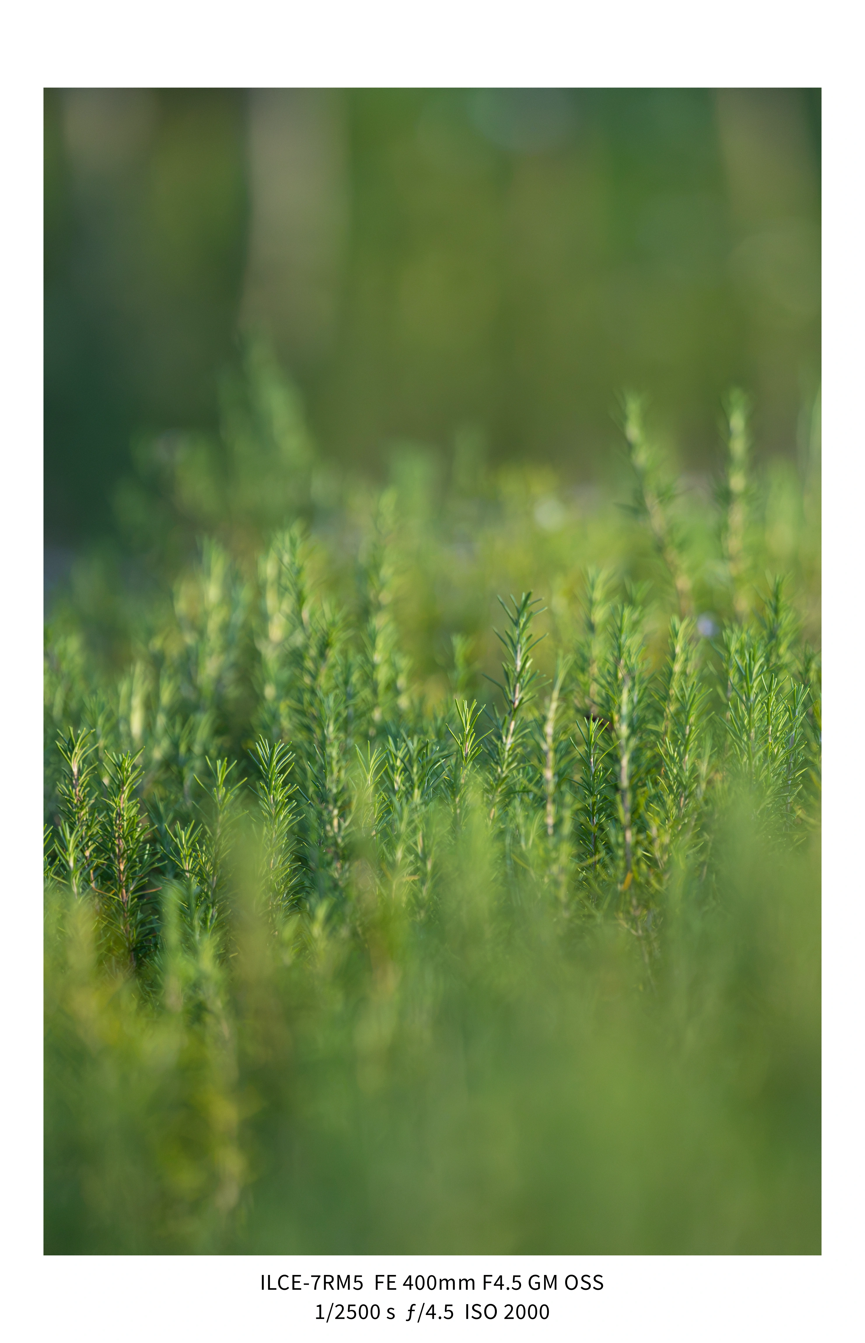 애기사백금(400mm F4.5 GM) non-새찍 작례 (25장) (14)