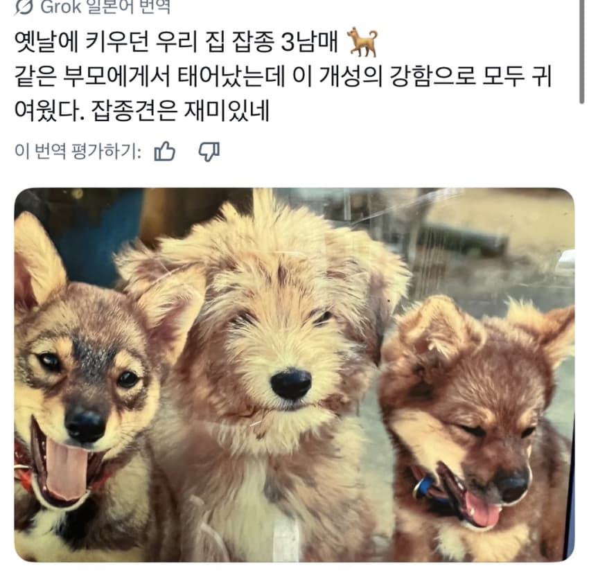 싱글벙글 너무 섞여서 잘 모르겠는 잡종견 사진집이 갖고 싶어 (5)