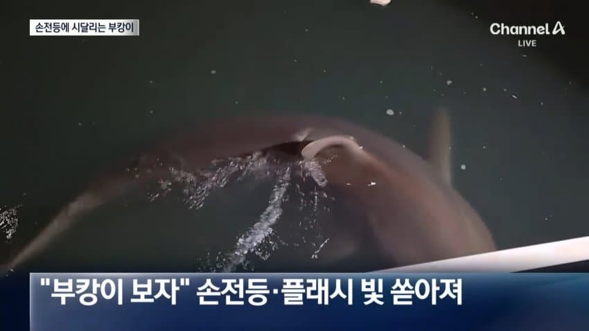부캉이 보러... 결국 누적 100만명 돌파 (17)