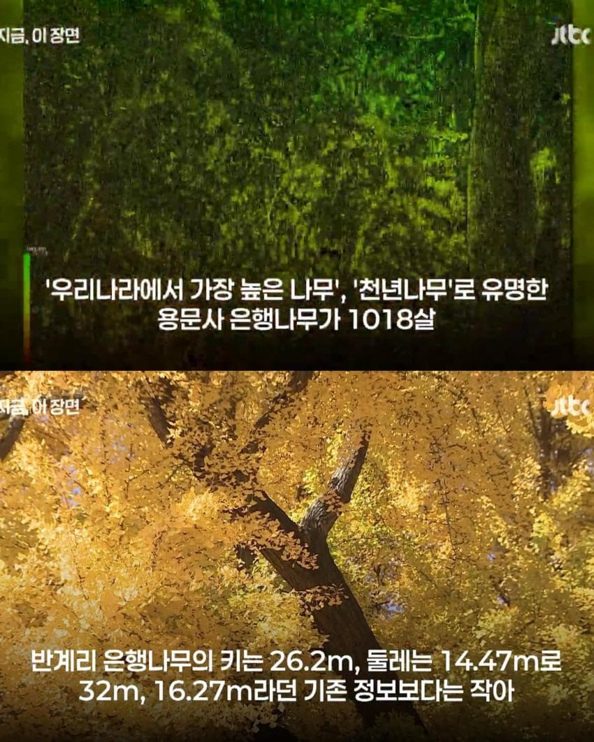 800살 은행나무 거짓으로 밝혀짐 (5)