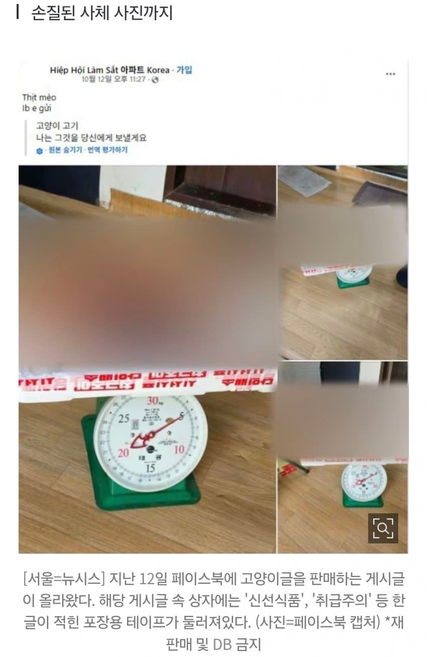 한국 거주 베트남인 커뮤니티에 '고양이 고기' 판매글 '충격' (2)
