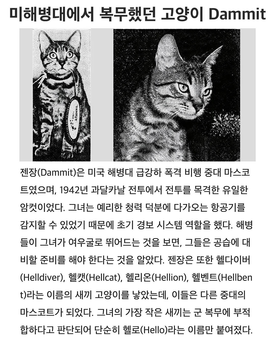 미국 해병대에서 복무했던 고양이