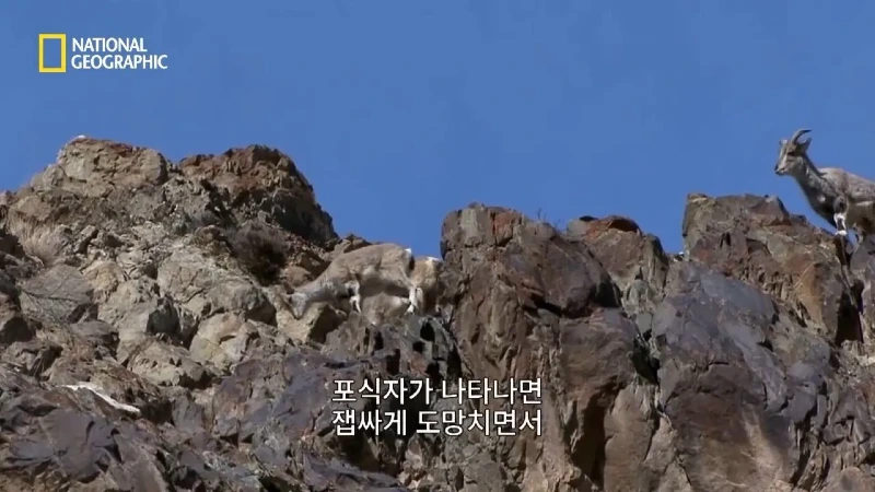 사냥 중 120m 절벽 아래로 떨어진 눈표범. jpg & YouT