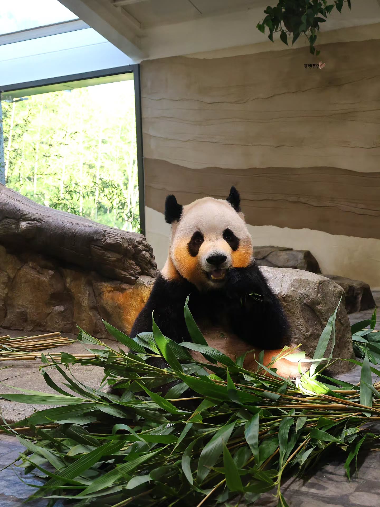 오후 햇살이 천연 블러셔가 되버린 루이바오💜🐼 (2)