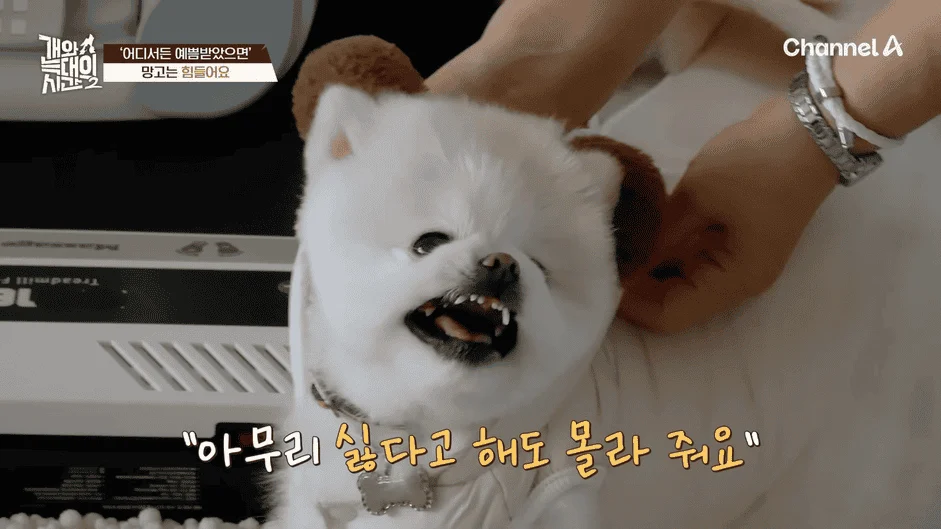 [#개와늑대의시간2] _저 같아도 물 것 같._ 하루에 개를 462번 부르는 보호자!_😨🚨 (귀에 딱지 앉을 듯.)🤕🐕 _ 개와 늑대의 시간2 17회 10-24 screenshot.png