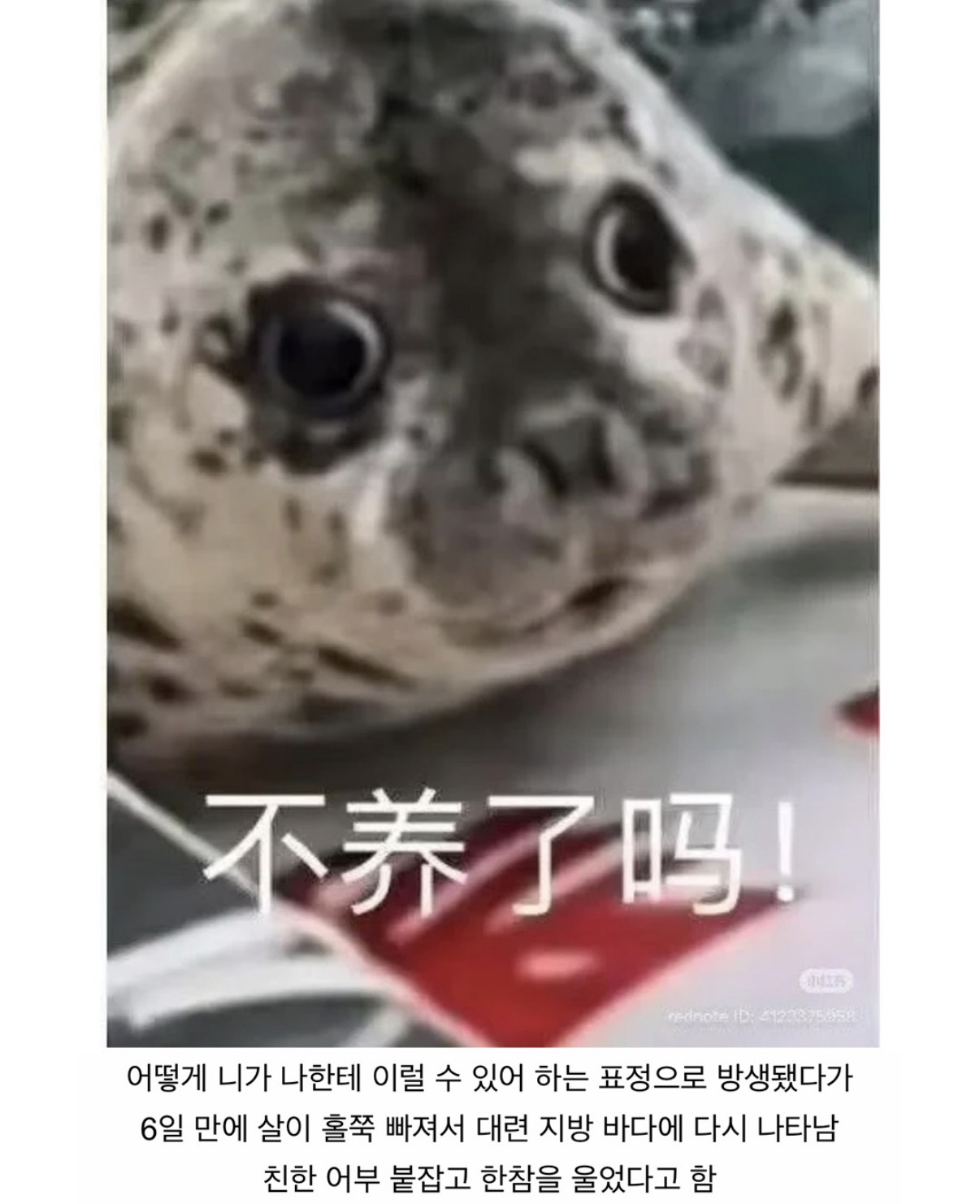 한국에는 부킹이,중국에는 나나 (6)