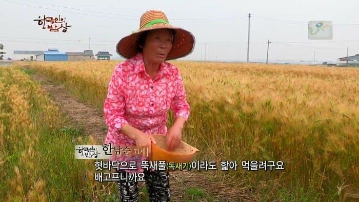 싱글벙글 보릿고개 시절에 먹었다는 잡초풀죽 (7)