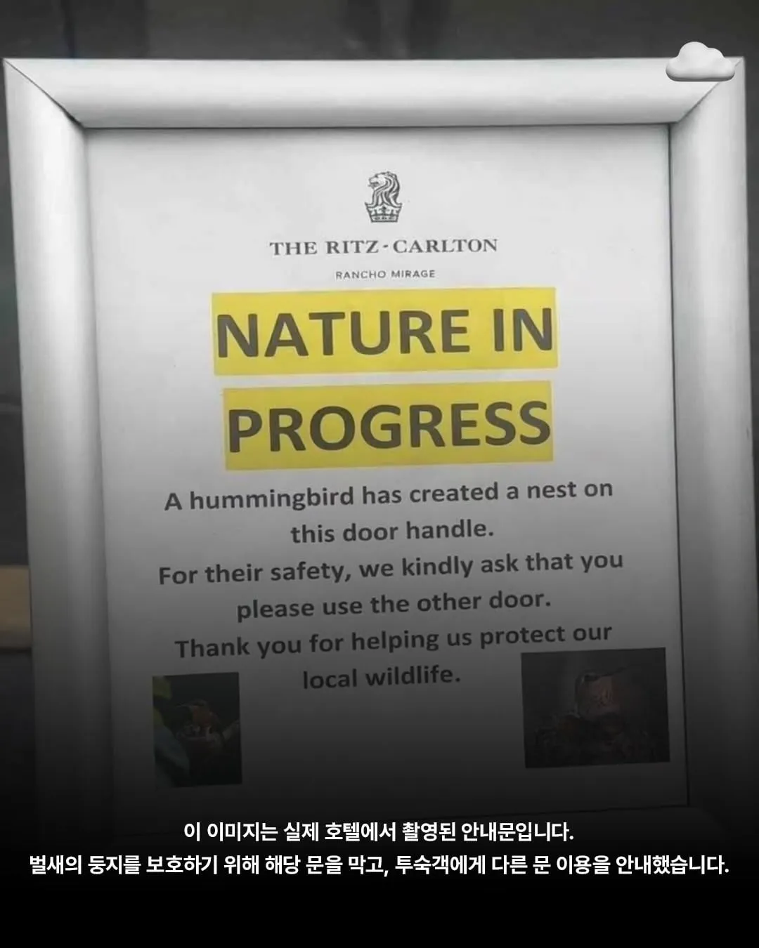 호텔 손잡이에 둥지를 튼 벌새