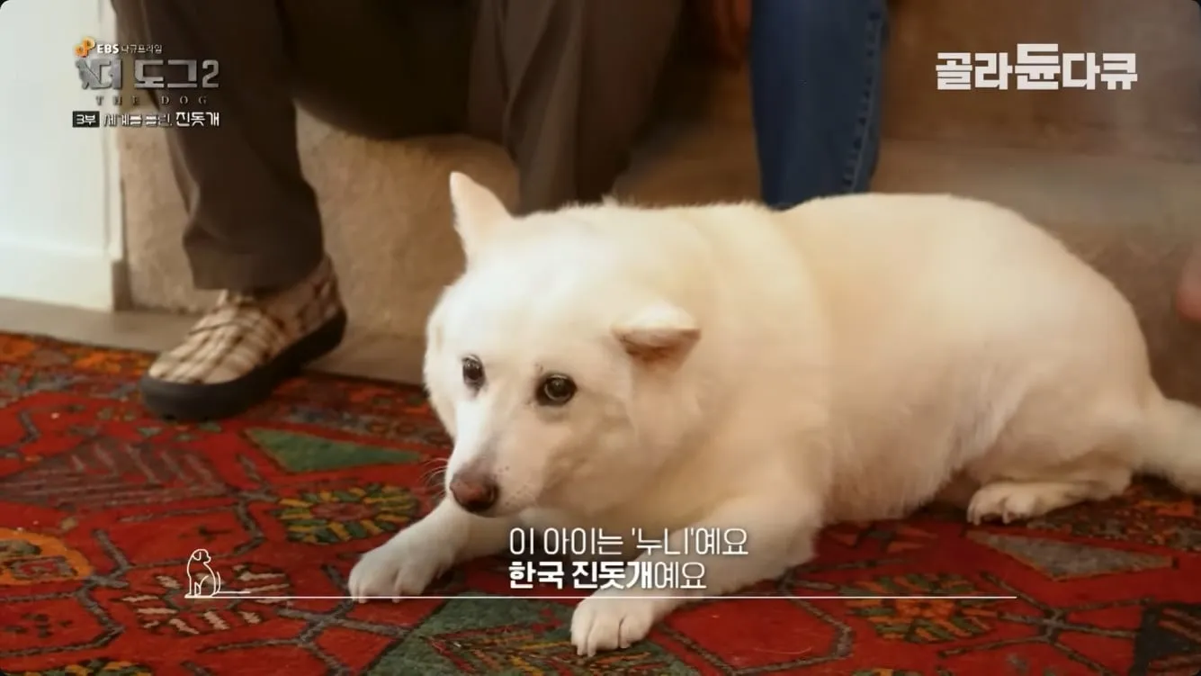좀처럼 보기 힘들다는 살찐 진돗개