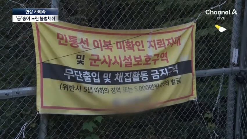 채널a) 송이버섯 1kg에 160만원...밤낮 추격전 (27)