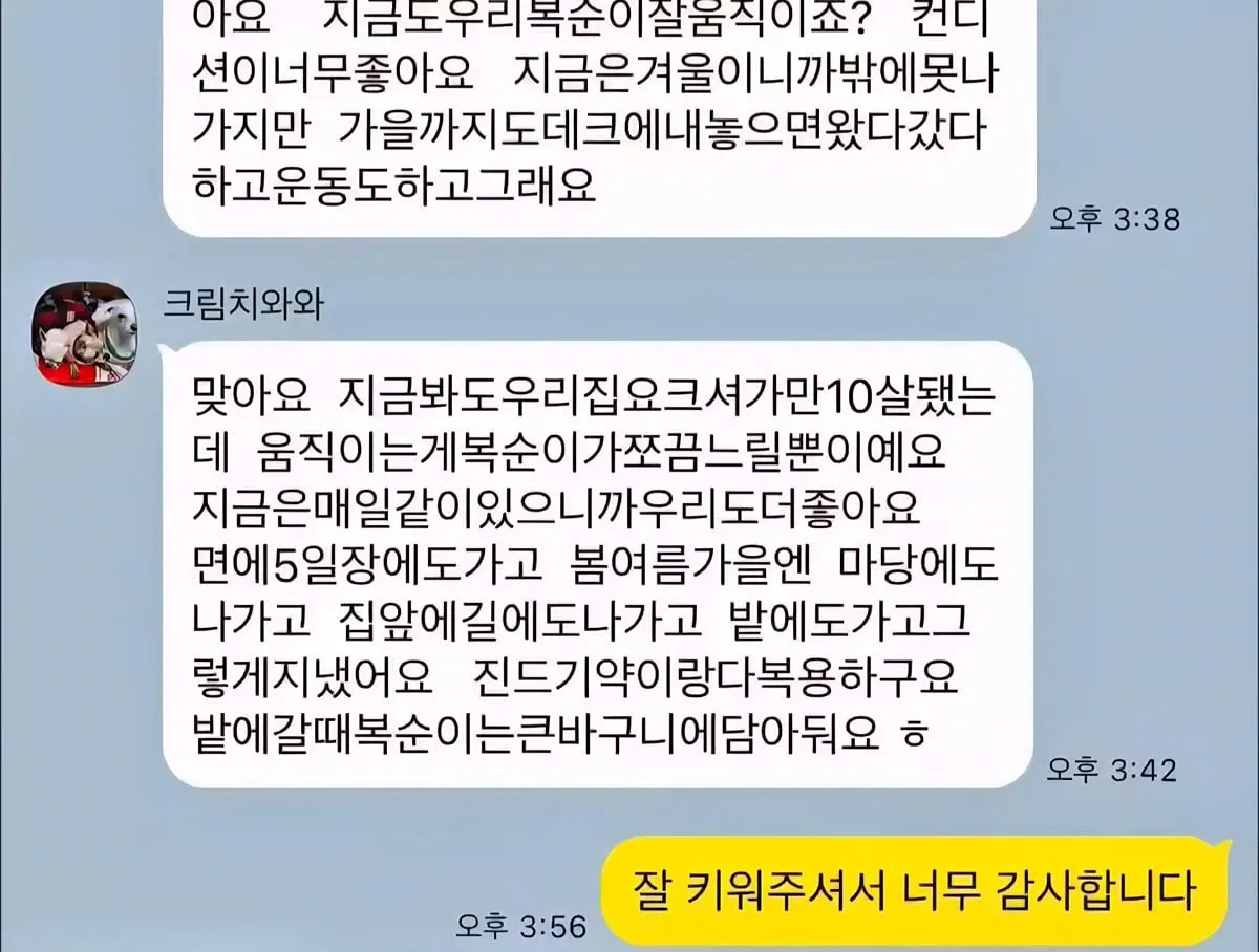 10년 전 유기견을 입양했던 사람에게 다시 연락해봤다