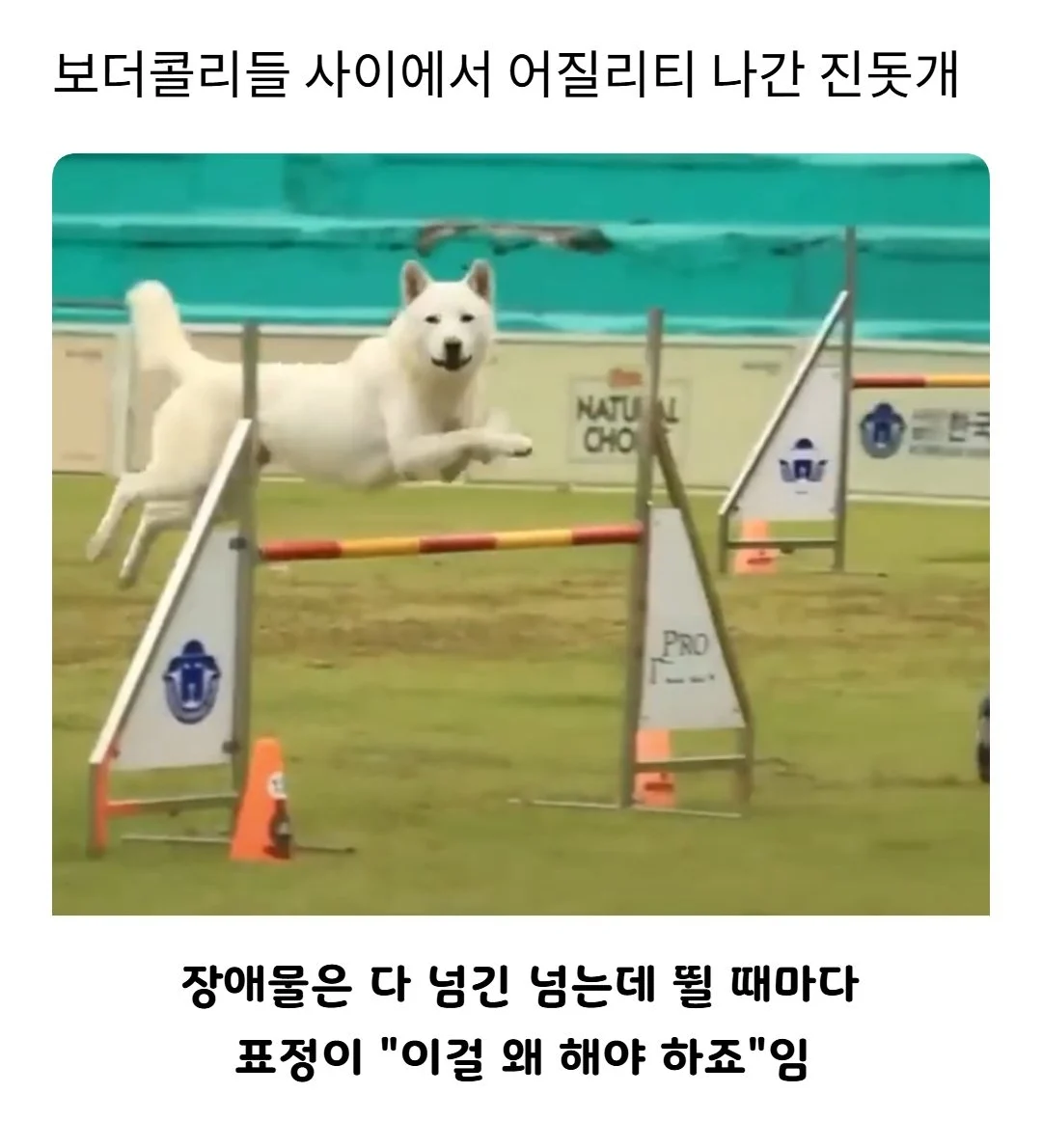 어질리티 나간 진돗개