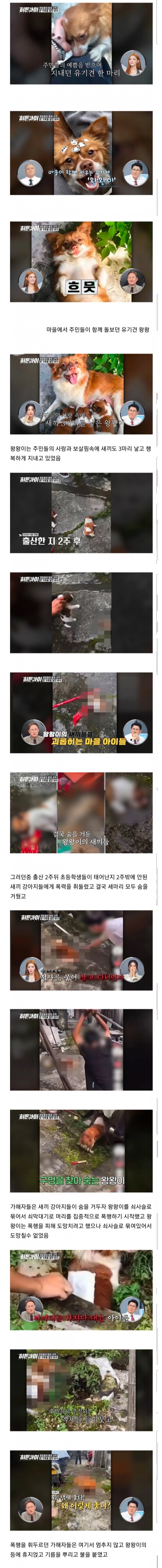 혐주의) 동네에서 이쁨받는 강아지 가족을 몰살시킨 끔찍한 초딩들,