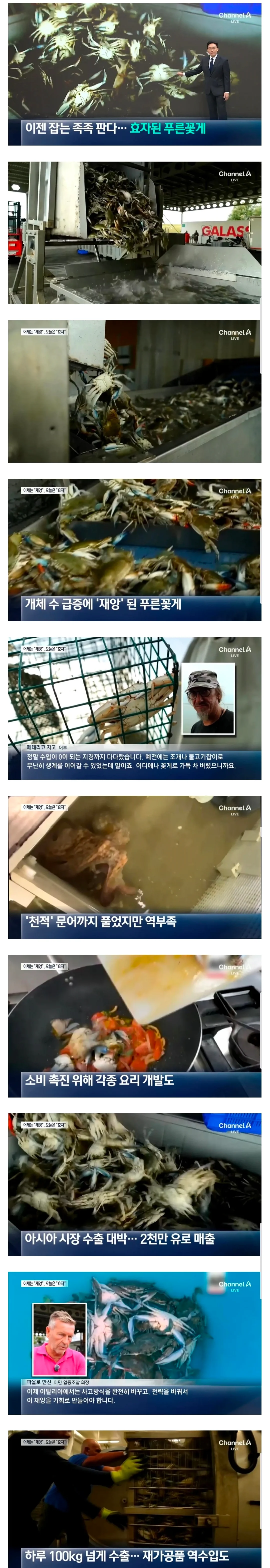 푸른꽃게 때문에 좆됐던 이탈리아 근황..