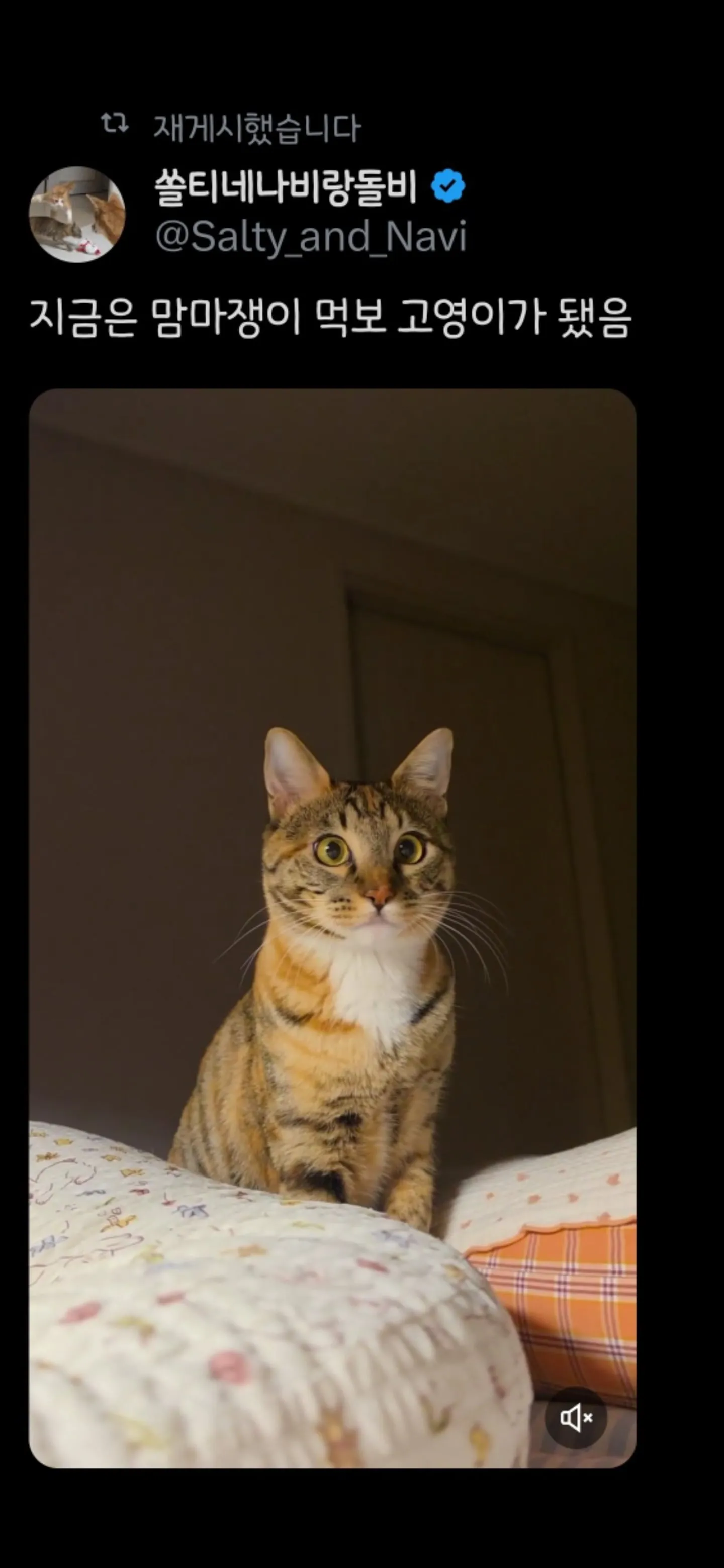 싱글벙글 이름이 곤히인 이유.cat