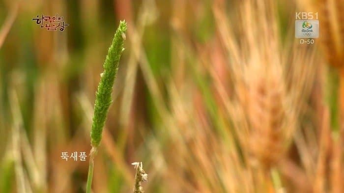 싱글벙글 보릿고개 시절에 먹었다는 잡초풀죽 (9)
