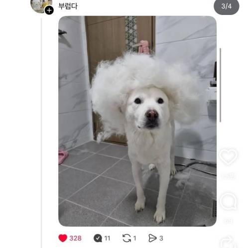 말티즈랑 비숑은 진짜 털이 안빠진다