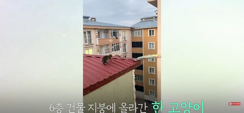 의문의 도구로, 지붕 위 고양이 구한 친구들 (2)