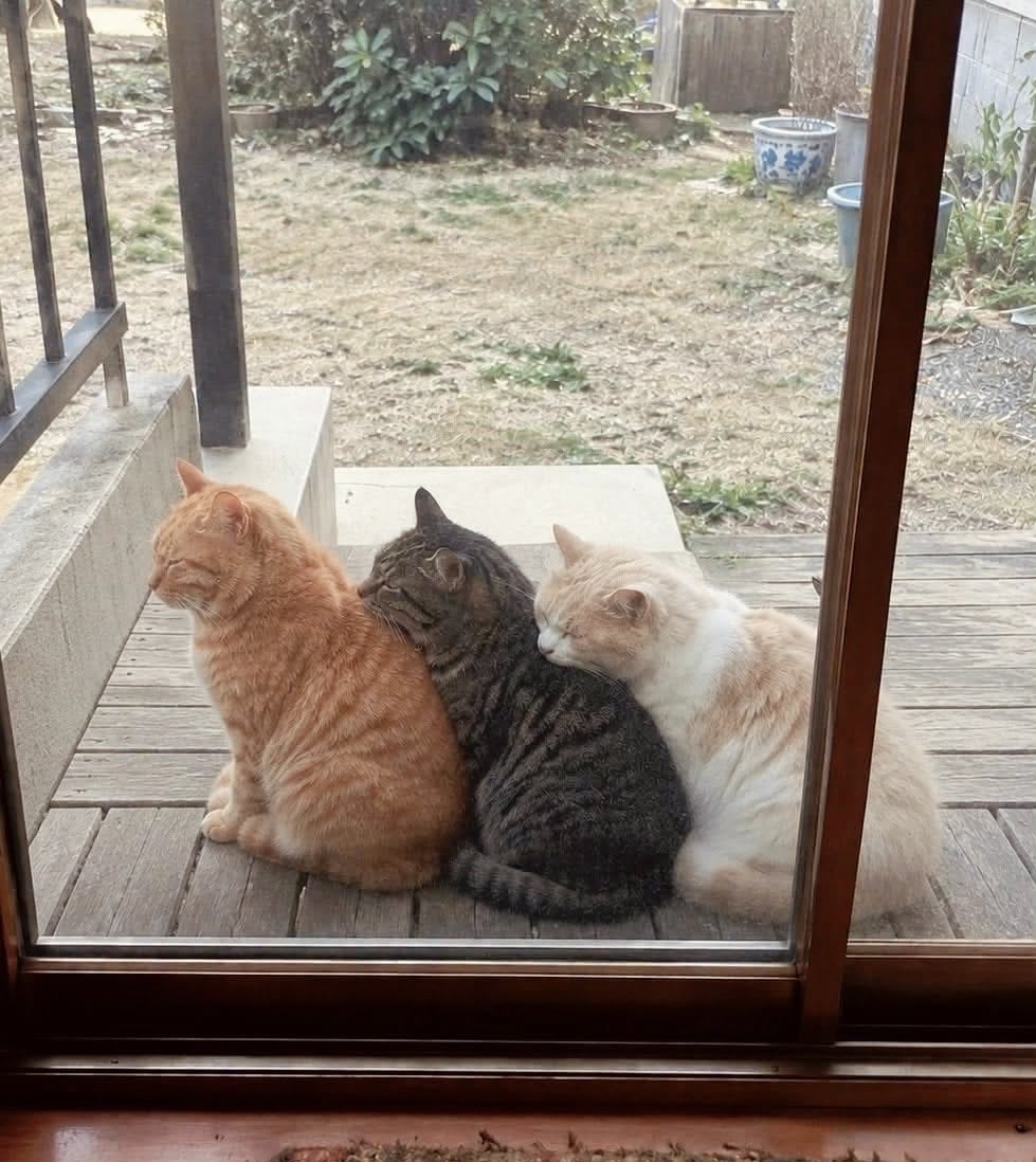 맘마를 맛있게 먹은게 분명한 아기냥이 (47)