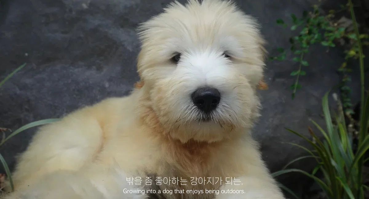 마치 참쌀선과 쌀로별같이 생긴 던네 아는 강아지 햇반이 (5)