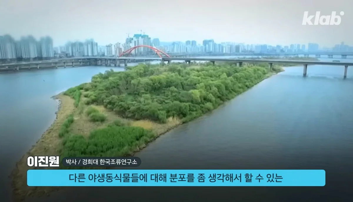 새들에겐 거의 전쟁난 수준이라는 불꽃축제 (56)