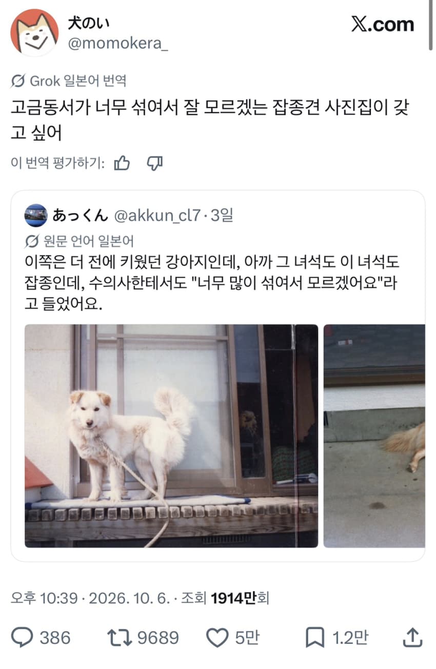싱글벙글 너무 섞여서 잘 모르겠는 잡종견 사진집이 갖고 싶어