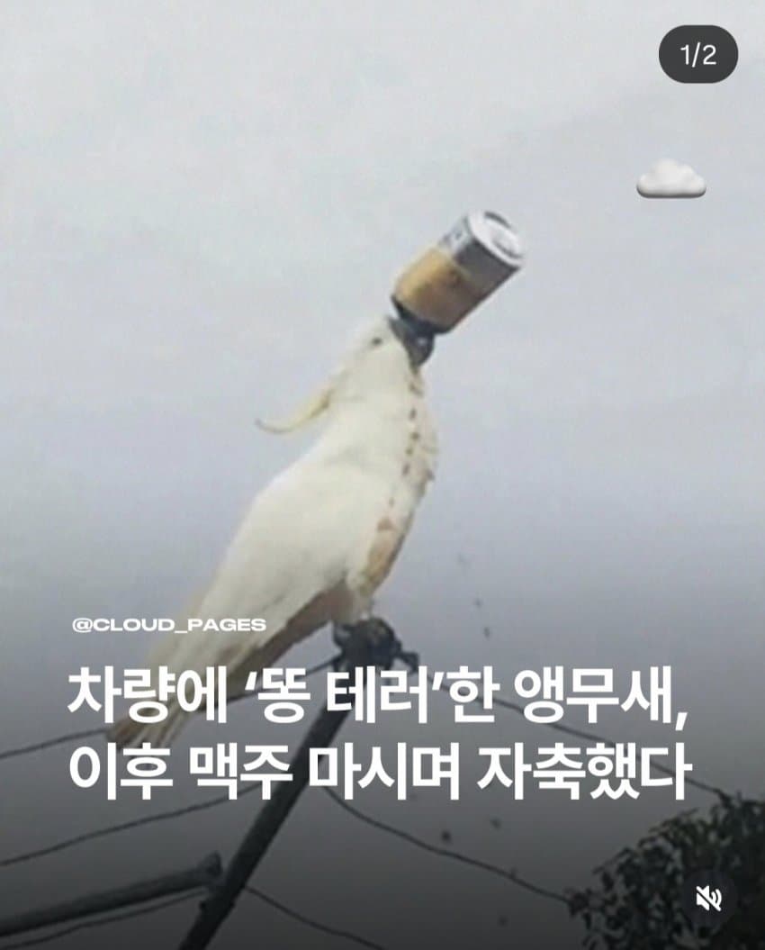싱글벙글 플라잉스마트단또들에게 지배받는 호주 (9)