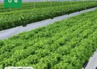 샐러드용 채소 모듬 1kg