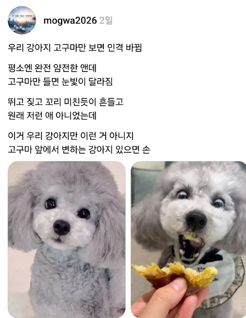 스레드] 우리 강아지 고구마만 보면 견격 바뀜