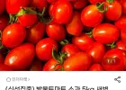 방울토마토 소과 5kg
