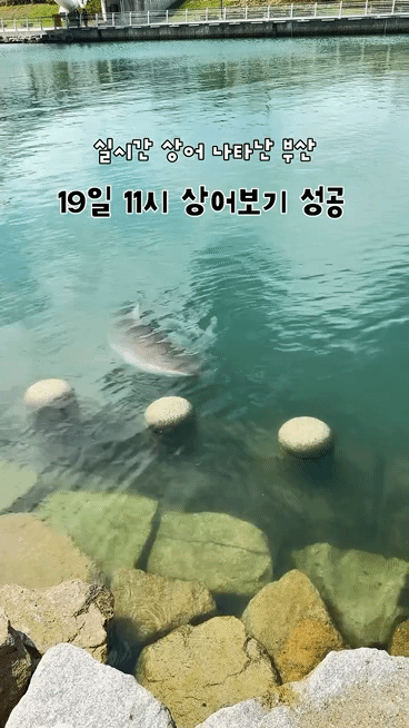 부산북항 상어 관람 인파 (5)