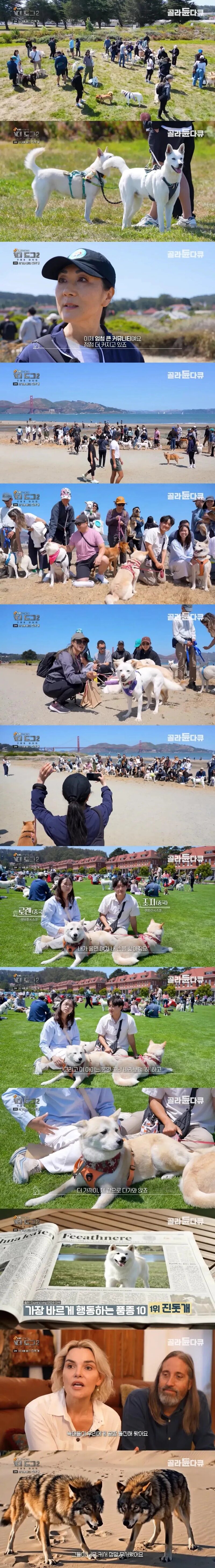 진돗개 근황