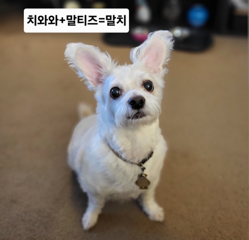 싱글벙글 래딧에 유행한다는 미친 짓 (16)