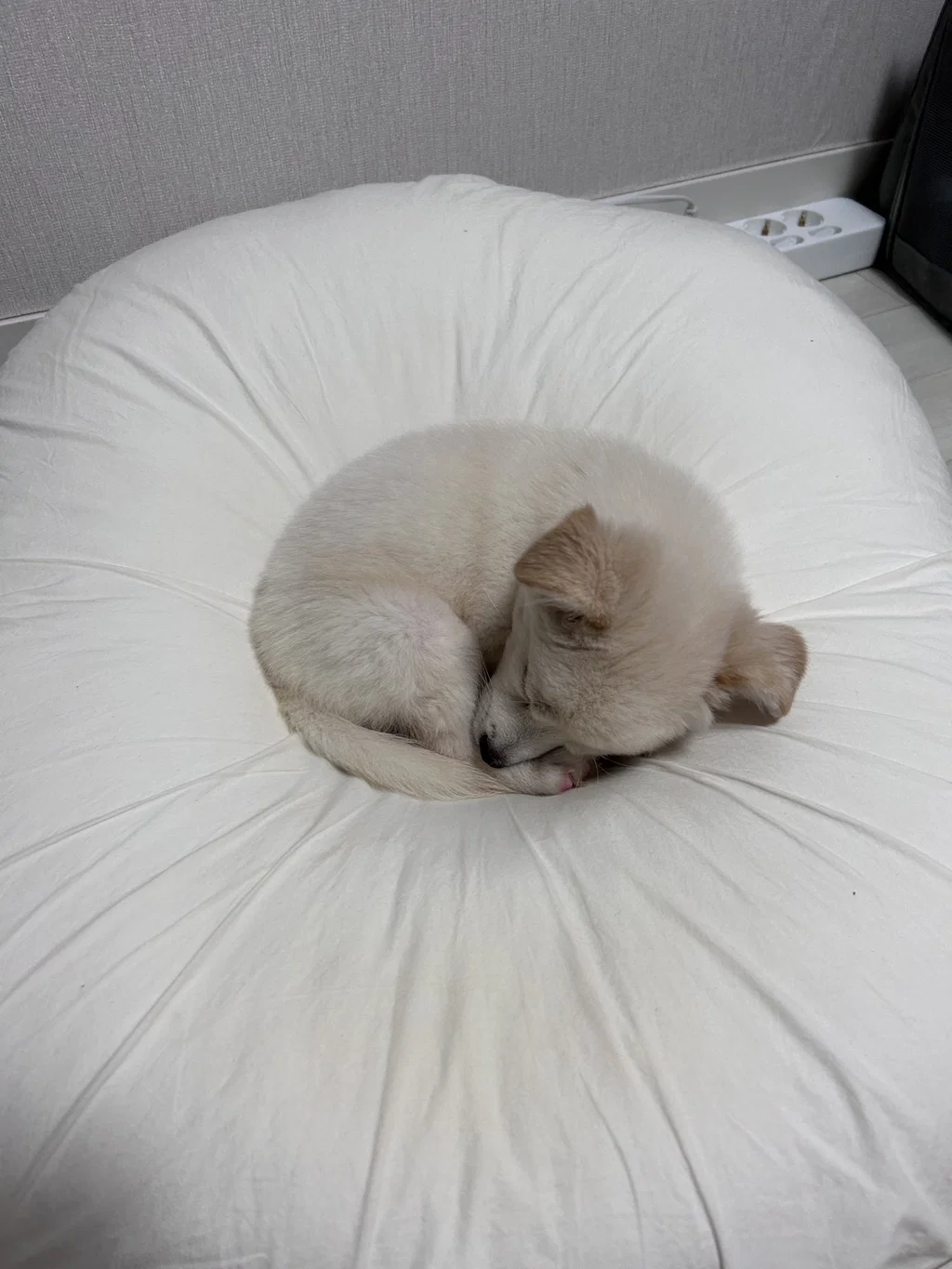 진짜 니새니예(니새끼 니나예쁘지)인거 아는데 너무 귀여워서 (3)
