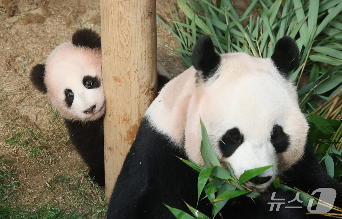 혼자서도 잘 노는 막둥이 슈바오🐼🩵 (6)