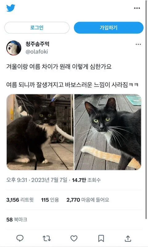 맘마를 맛있게 먹은게 분명한 아기냥이 (6)