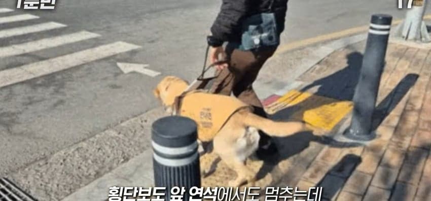 안내견은 목적지를 어떻게 아는 걸까? (26)