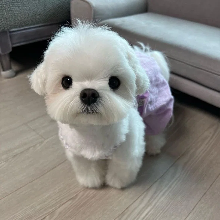 맘마를 맛있게 먹은게 분명한 아기냥이 (31)