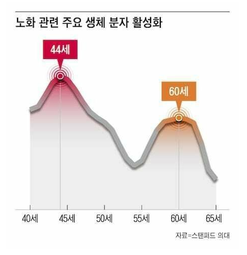 인간은 일생동안 2번 늙는다 vs 3번 늙는다