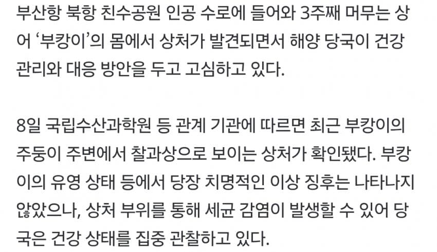 국민 상어 부캉이, 새끼 낳았나 (26)