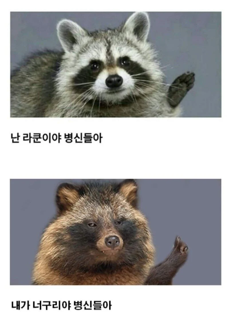 너구리가 가축화 되고있다