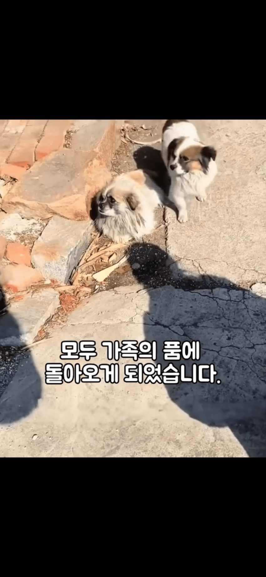 조회수 2억. 웰시코기 하드캐리. 개장수한테 도망가는개들 (15)