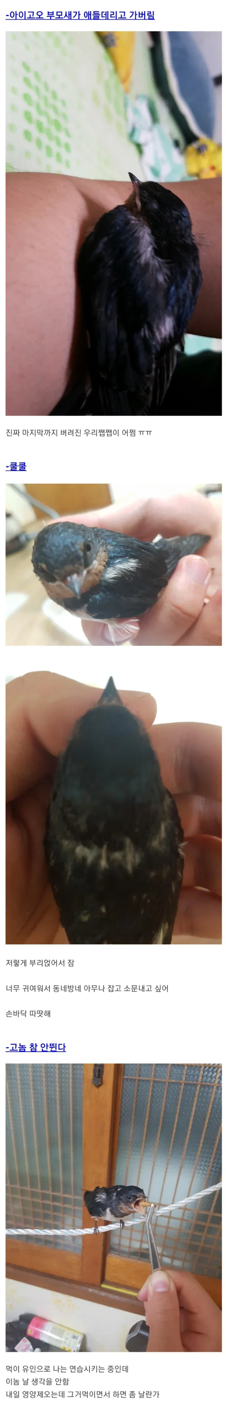 [스압] 주운 제비 키워 방사한 현대판 흥부 아재 (2)