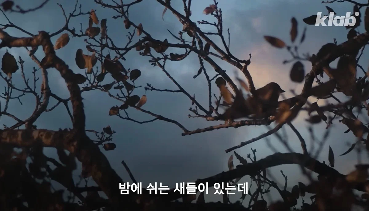 새들에겐 거의 전쟁난 수준이라는 불꽃축제 (19)