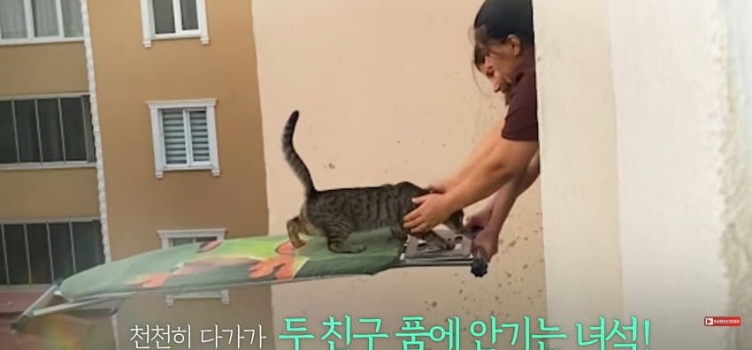 의문의 도구로, 지붕 위 고양이 구한 친구들 (16)