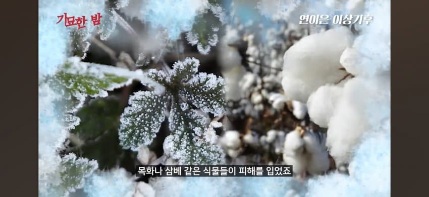 오싹오싹 조선시대 경신대기근으로 인해 발생한 초유의 사태를 알아보자 (4)