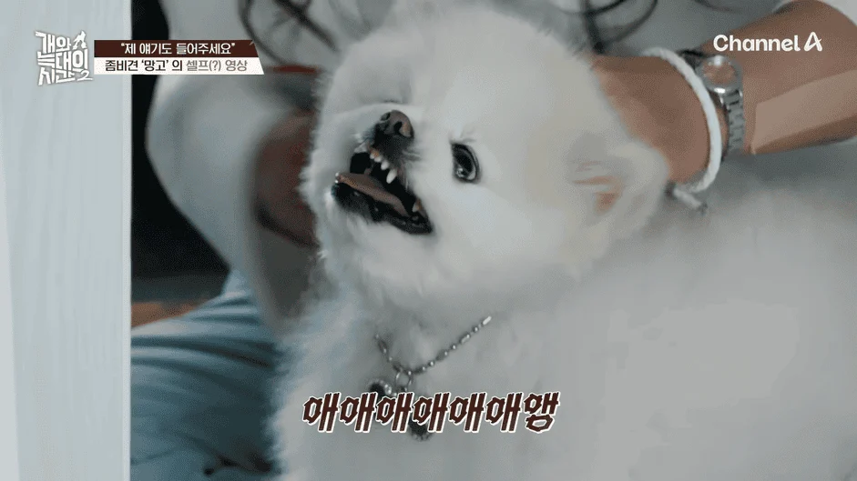 [#개와늑대의시간2] _저 같아도 물 것 같._ 하루에 개를 462번 부르는 보호자!_😨🚨 (귀에 딱지 앉을 듯.)🤕🐕 _ 개와 늑대의 시간2 17회 2-14 screenshot.png