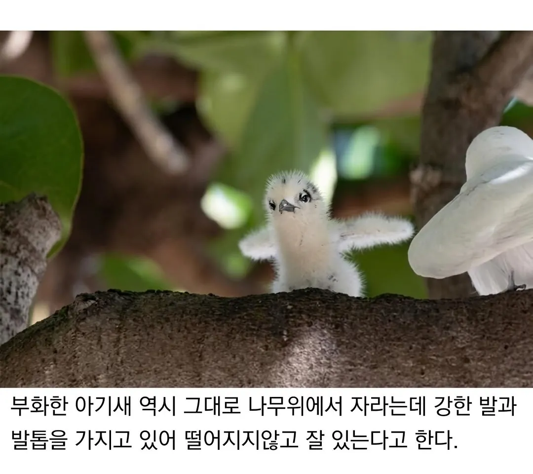 태어난 김에 대충 사는 새 (4)