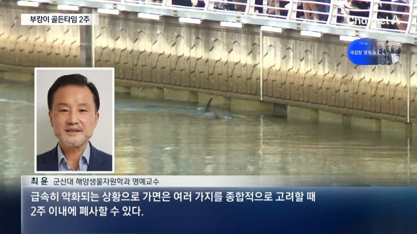 한 달째 갇힌 부산 상어…세 번째 탈출 작전 (11)