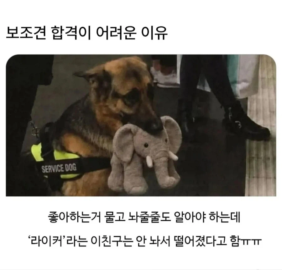 보조견 합격이 어려운이유